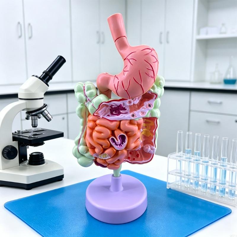 Q6PA 3D-Pathologie-Lehrmodell, – Medical Lab Observer Bewertung und Preis